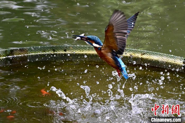 福建福州:翠鸟捕鱼