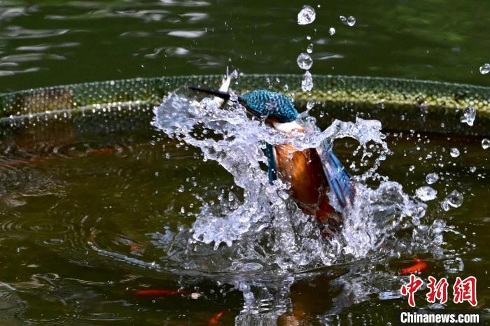 福建福州:翠鸟捕鱼