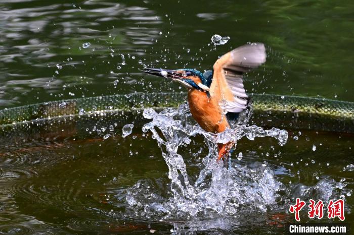 福建福州:翠鸟捕鱼