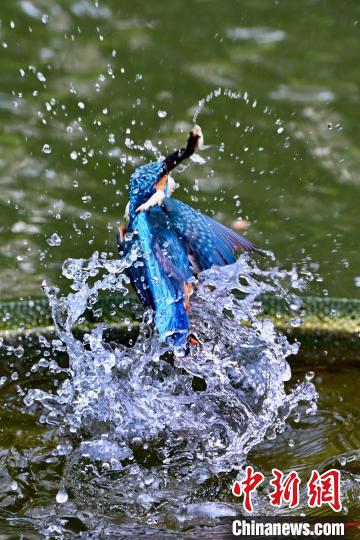 福建福州:翠鸟捕鱼