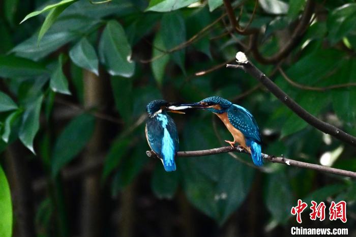 福建福州:翠鸟捕鱼