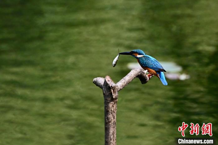 福建福州:翠鸟捕鱼