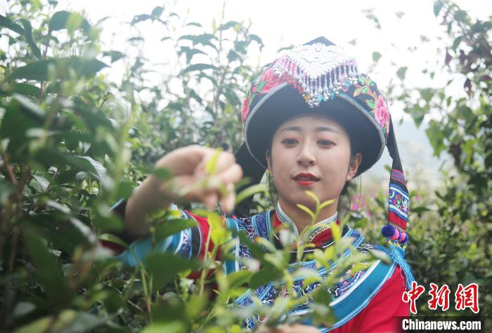 “千年茶乡”云南昌宁迎来春茶季