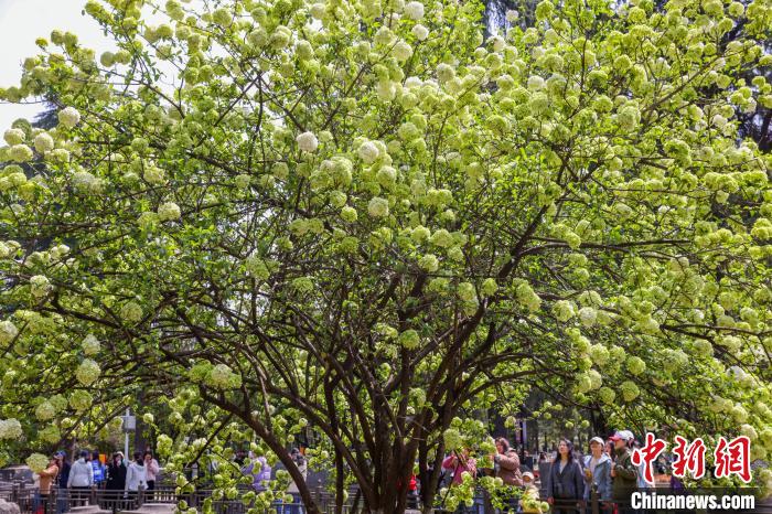 悄然绽放南京明故宫遗址木绣球“清新”上线