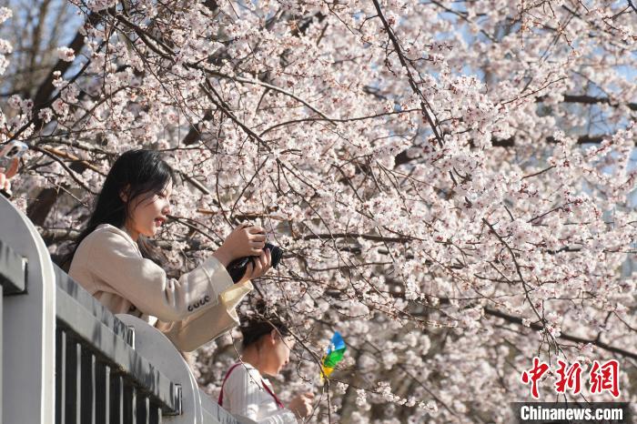 太原:杏花盛开吸引游客 太原:杏花盛开吸引游客
