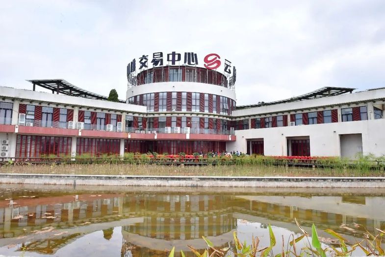 从“云咖”到“国豆”：普洱思茅咖啡的醇香进化论