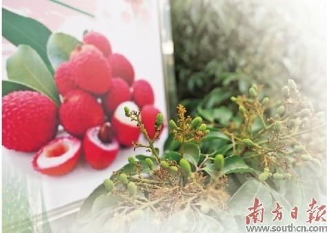 走进春天里的荔枝之乡