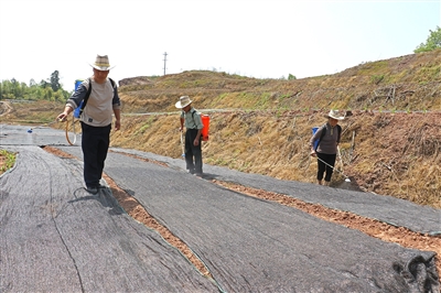 重庆垫江普顺镇：试种野菊花 激活发展新动能