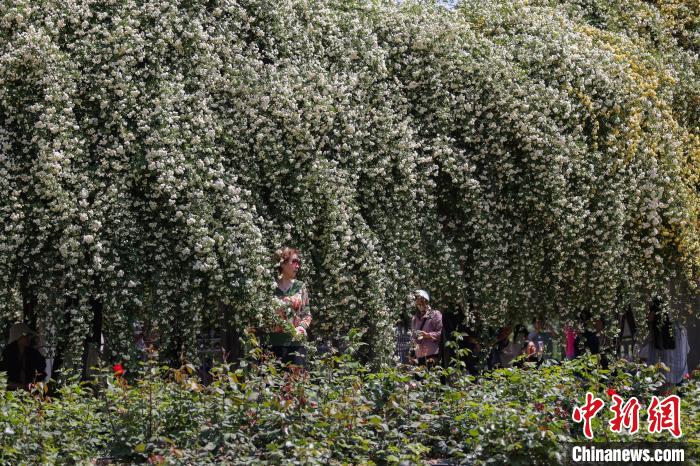 南京玄武湖畔繁花如“瀑”扮靓春日