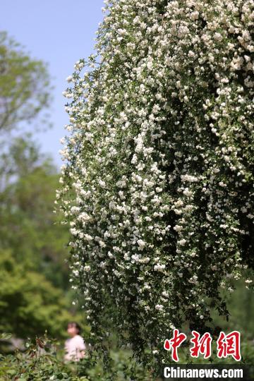 南京玄武湖畔繁花如“瀑”扮靓春日