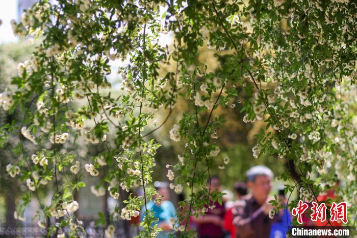 南京玄武湖畔繁花如“瀑”扮靓春日