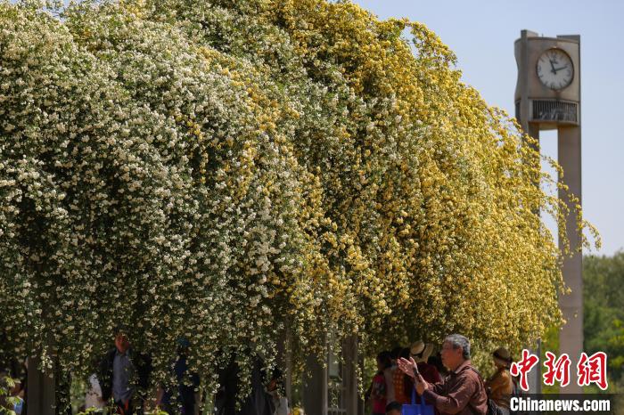 南京玄武湖畔繁花如“瀑”扮靓春日