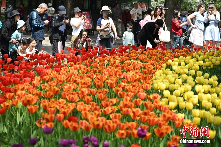 北京中山公园春花争艳引游客