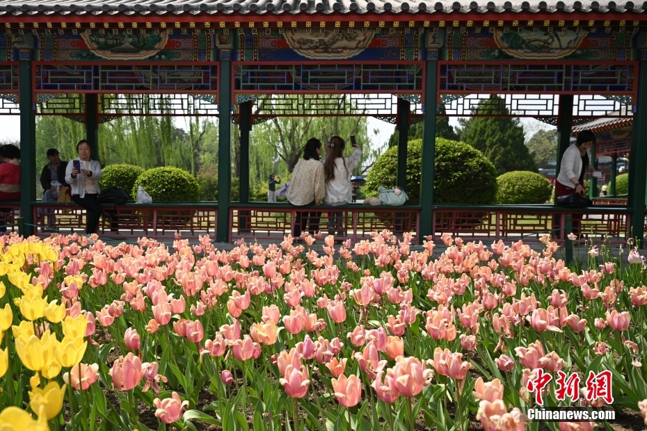 北京中山公园春花争艳引游客