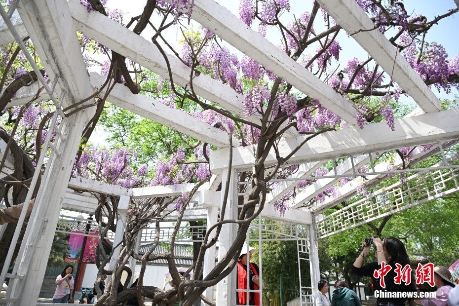 北京中山公园春花争艳引游客