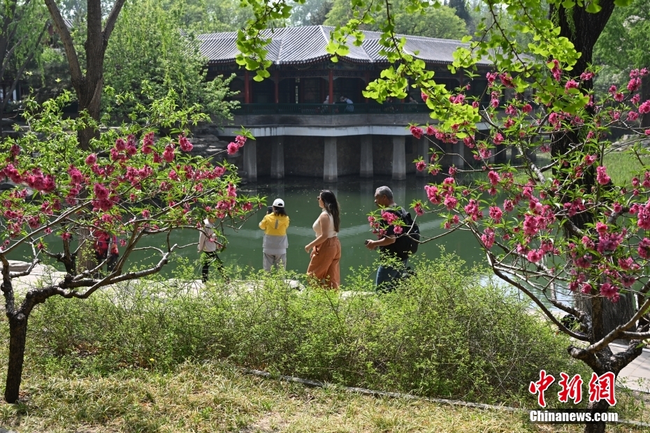 北京中山公园春花争艳引游客