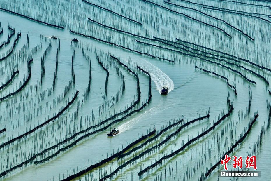 福建霞浦：35万亩“海上田园”铺就富民路