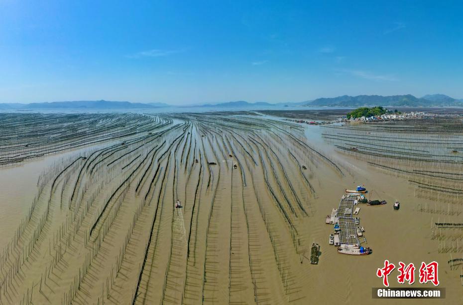 福建霞浦：35万亩“海上田园”铺就富民路