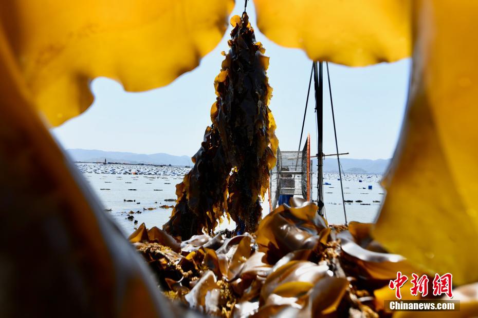 福建霞浦：35万亩“海上田园”铺就富民路