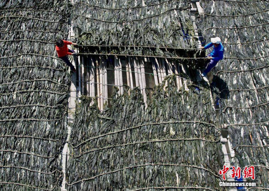 福建霞浦：35万亩“海上田园”铺就富民路