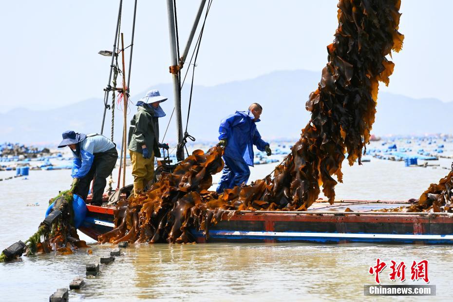 福建霞浦：35万亩“海上田园”铺就富民路