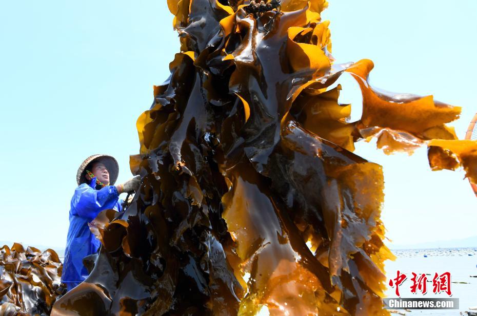 福建霞浦：35万亩“海上田园”铺就富民路