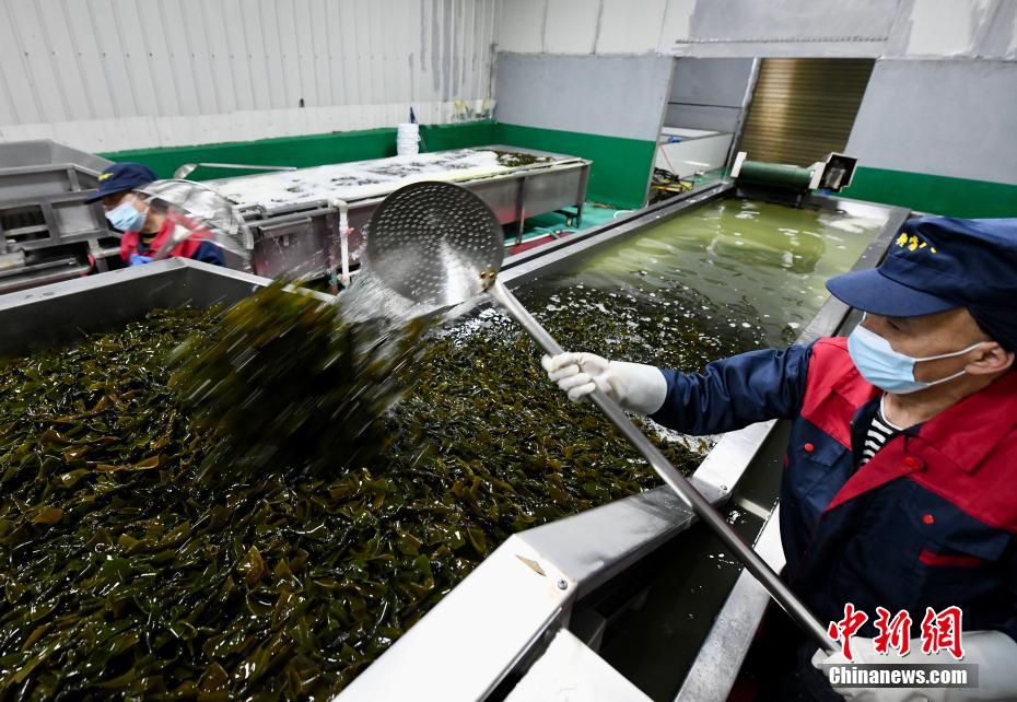 福建霞浦：35万亩“海上田园”铺就富民路