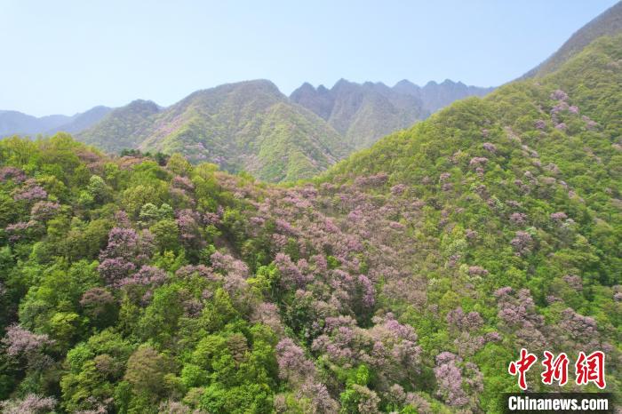 秦岭迎来春日赏花最佳时节