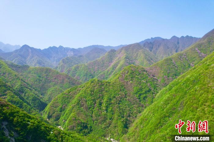 秦岭迎来春日赏花最佳时节