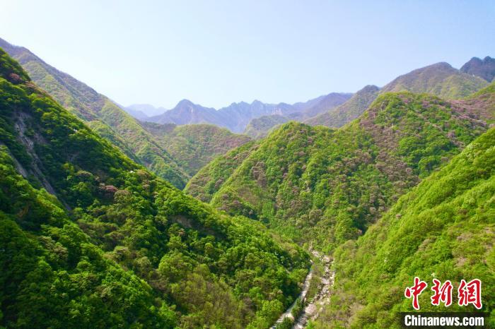 秦岭迎来春日赏花最佳时节