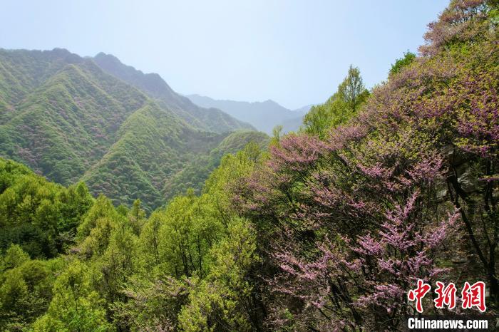 秦岭迎来春日赏花最佳时节