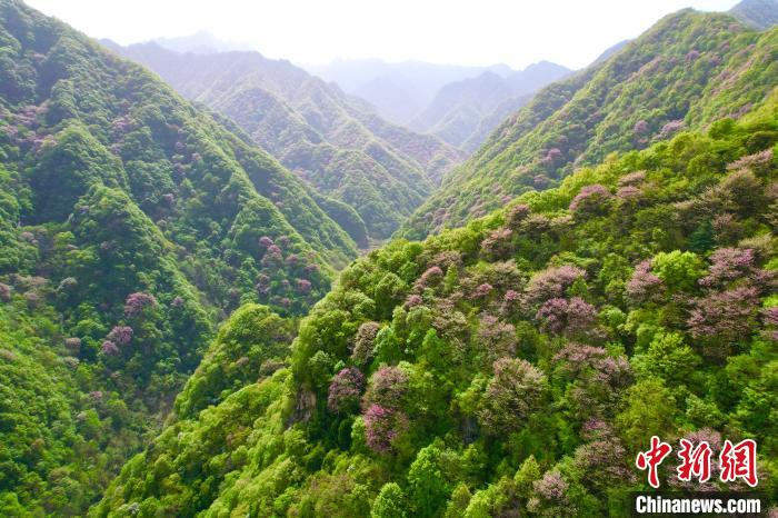 秦岭迎来春日赏花最佳时节