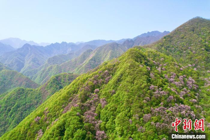 秦岭迎来春日赏花最佳时节