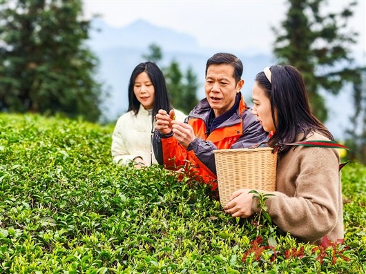 “新农人”朱贵强：以科技赋能有机茶产业链