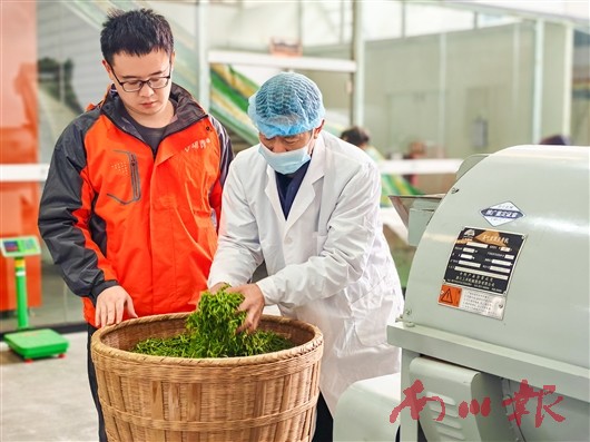 “新农人”朱贵强：以科技赋能有机茶产业链