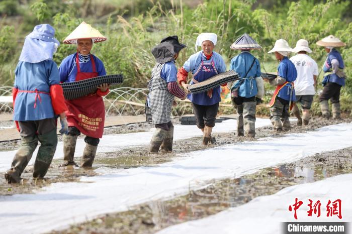 贵州龙里：天气晴好农事繁忙