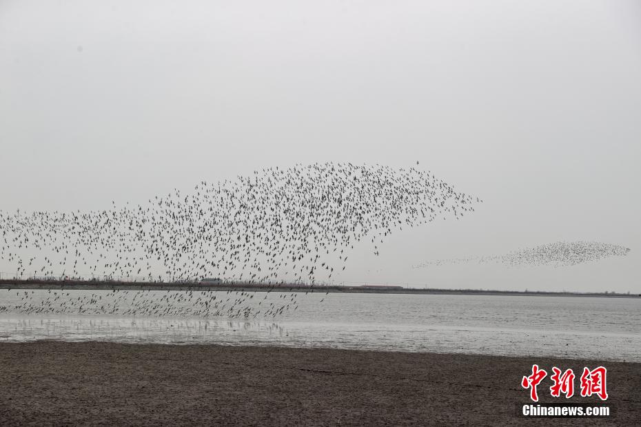 辽宁丹东鸭绿江口候鸟栖息地世界自然遗产成候鸟迁徙“加油站”