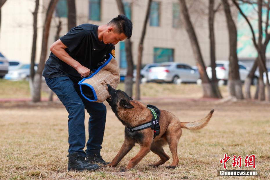 西宁警犬训练日常：无言“战友”练就硬核技能