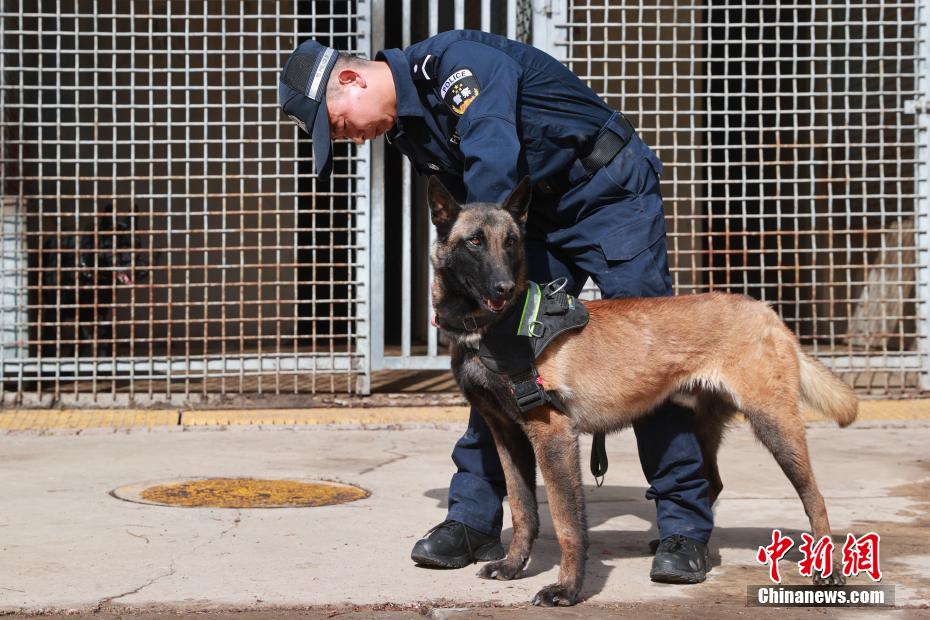 西宁警犬训练日常：无言“战友”练就硬核技能