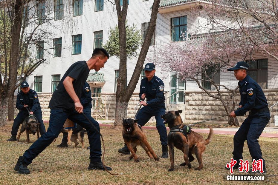 西宁警犬训练日常：无言“战友”练就硬核技能