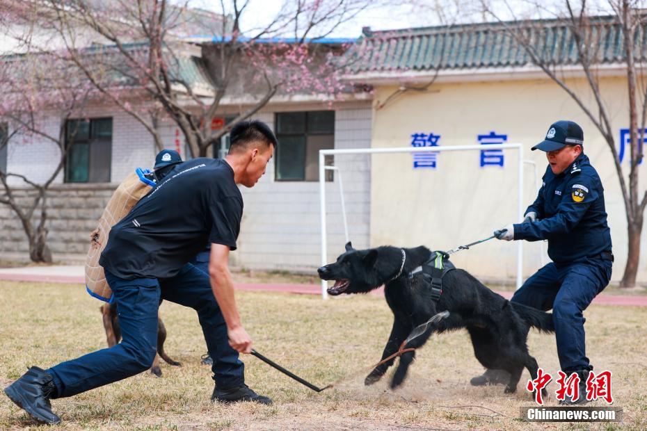 西宁警犬训练日常：无言“战友”练就硬核技能