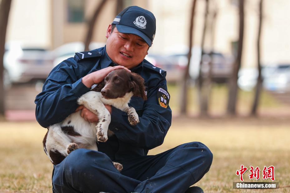 西宁警犬训练日常：无言“战友”练就硬核技能
