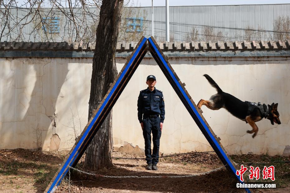 西宁警犬训练日常：无言“战友”练就硬核技能