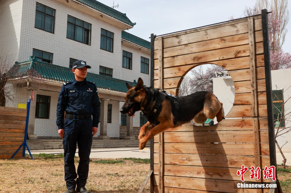 西宁警犬训练日常：无言“战友”练就硬核技能