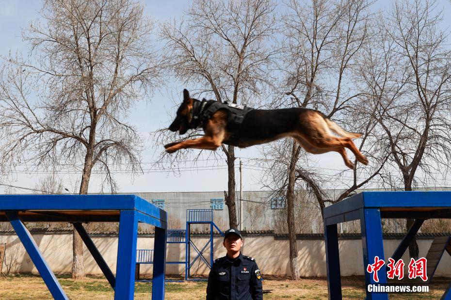 西宁警犬训练日常：无言“战友”练就硬核技能