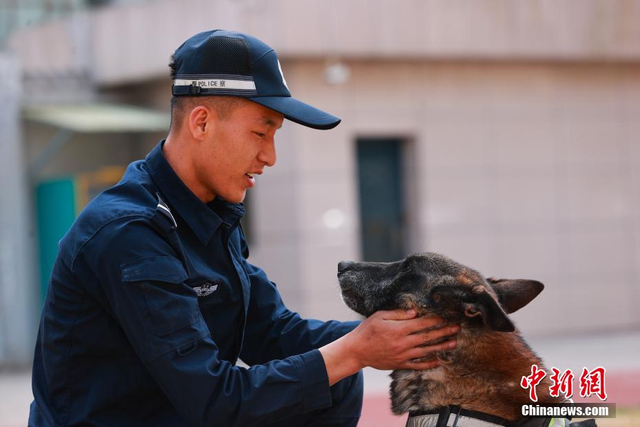 西宁警犬训练日常：无言“战友”练就硬核技能