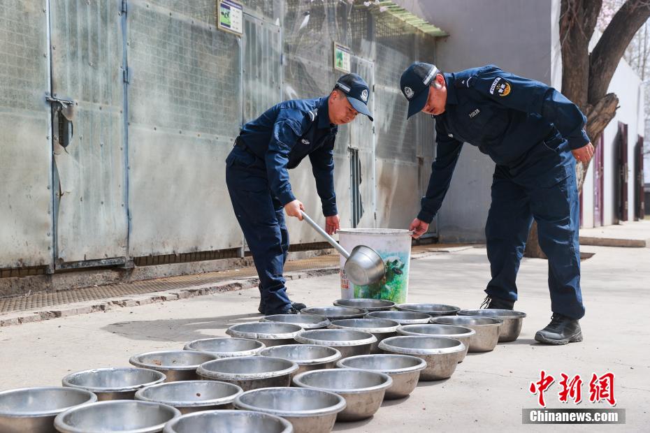 西宁警犬训练日常：无言“战友”练就硬核技能