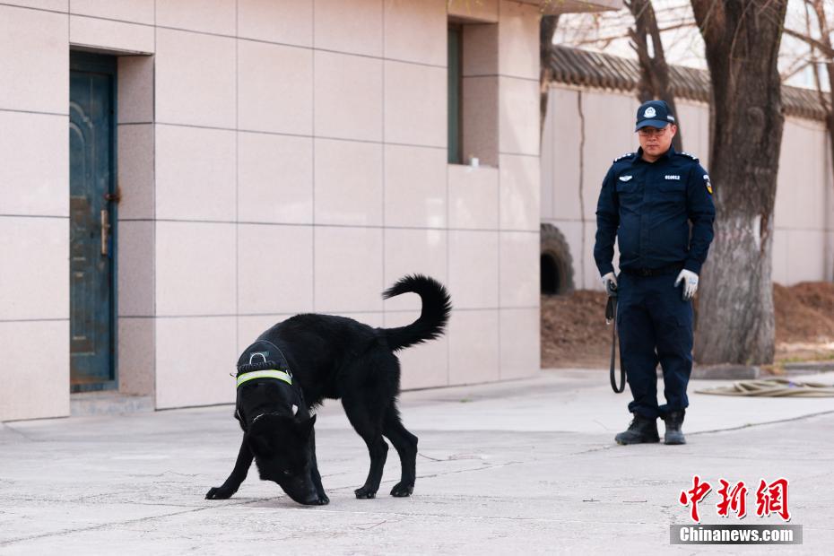 西宁警犬训练日常：无言“战友”练就硬核技能