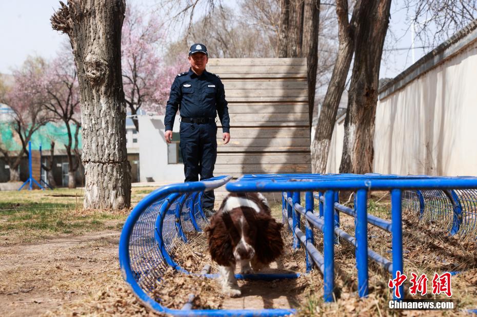 西宁警犬训练日常：无言“战友”练就硬核技能