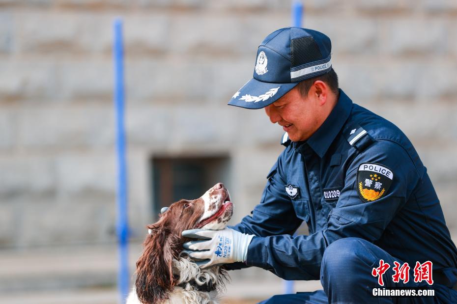 西宁警犬训练日常：无言“战友”练就硬核技能